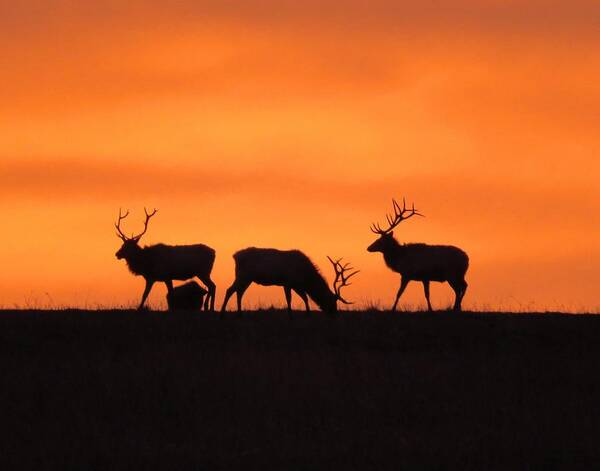 Elk Poster featuring the photograph Elk in the morning light by Keith Stokes