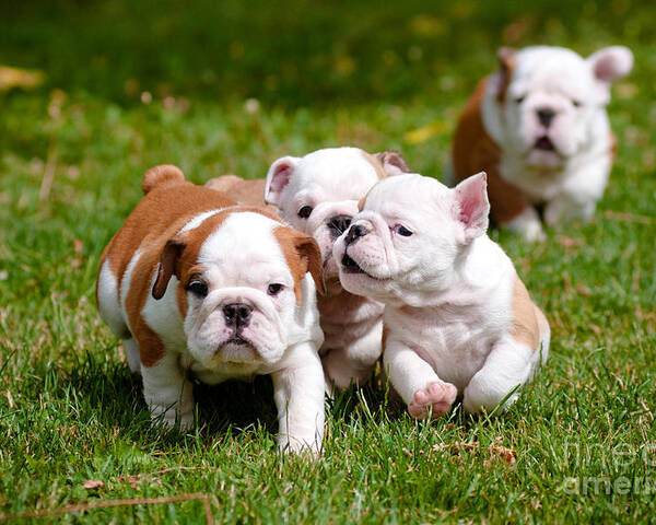 Pets Poster featuring the photograph English Bulldog Puppies Playing Outdoors by Otsphoto