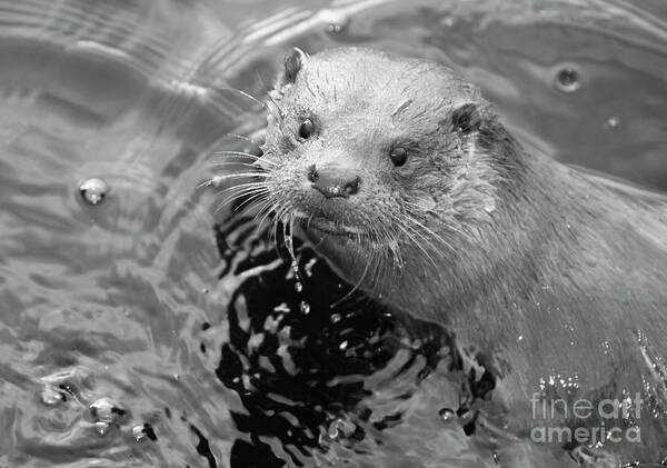 Ambleside Poster featuring the photograph European Otter by Science Photo Library