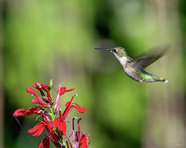Nature Poster featuring the photograph Female Ruby-throated Hummingbird DSB0320 by Gerry Gantt