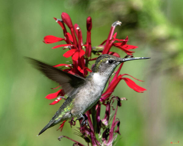 Nature Poster featuring the photograph Female Ruby-throated Hummingbird DSB0325 by Gerry Gantt