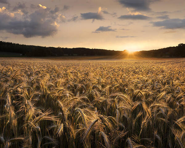 Field Poster featuring the photograph Fields Of Gold by Christian Lindsten