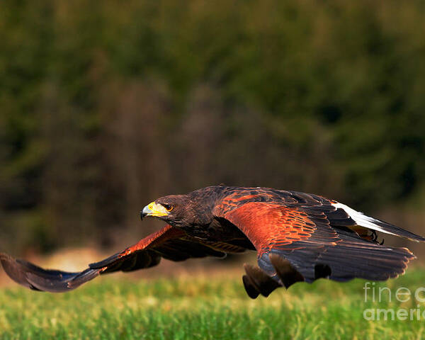 Feather Poster featuring the photograph Flying Bird Of Prey Harris Hawk by Ondrej Prosicky