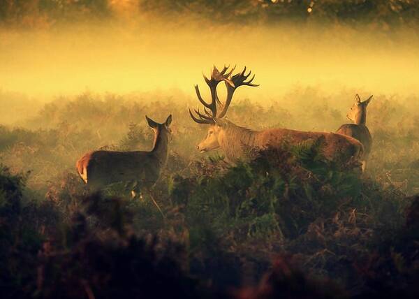 Stag Poster featuring the photograph Friends... by Robert Fabrowski