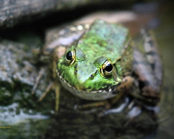 Green Frog Poster featuring the photograph Frog Prince by Christina Rollo