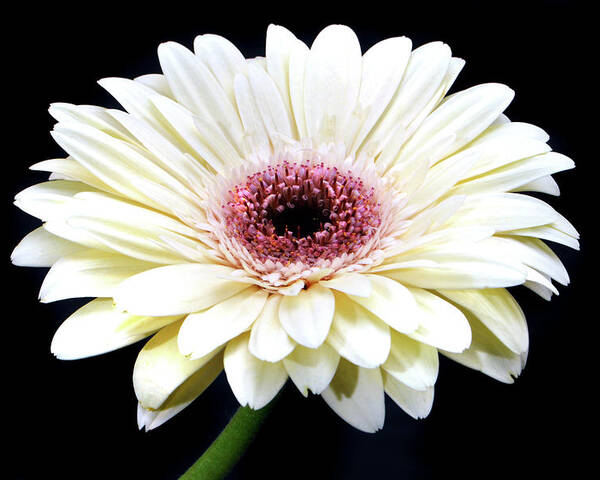 Gerbera Daisy Poster featuring the photograph Gerbera Daisy by Terence Davis