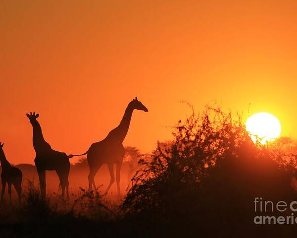 Flare Poster featuring the photograph Giraffe Silhouette - African Wildlife by Stacey Ann Alberts