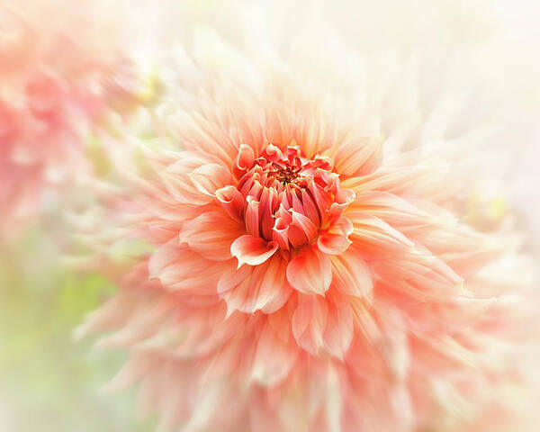 Dahlia Poster featuring the photograph Glow by Jacky Parker