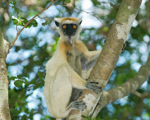 149228 Poster featuring the photograph Golden-crowned Sifaka Propithecus by Nhpa