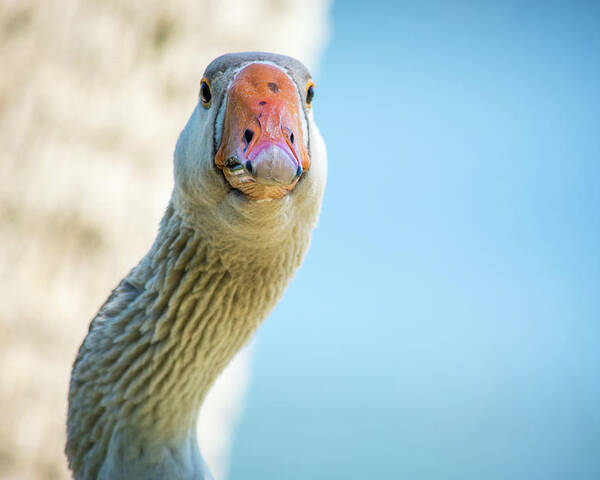 Wildlife Poster featuring the photograph Goose Stare Down by Joe Leone