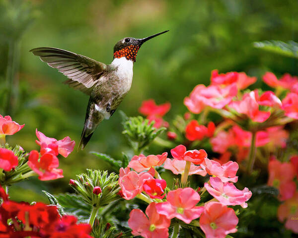 Hummingbird Poster featuring the photograph Graceful Garden Jewel by Christina Rollo