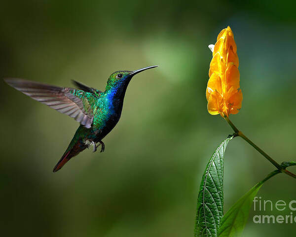 Small Poster featuring the photograph Green And Blue Hummingbird by Ondrej Prosicky