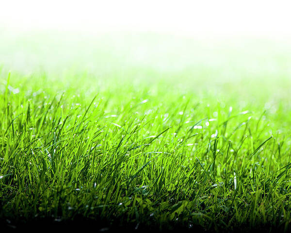 Green Grass Background Poster by Enjoynz 