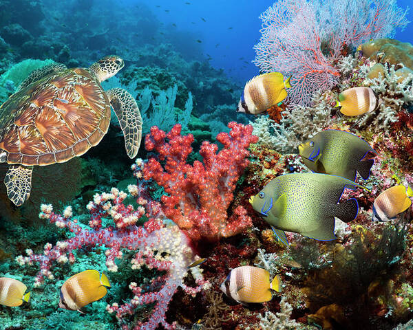 Tranquility Poster featuring the photograph Green Sea Turtle Over Coral Reef by Georgette Douwma