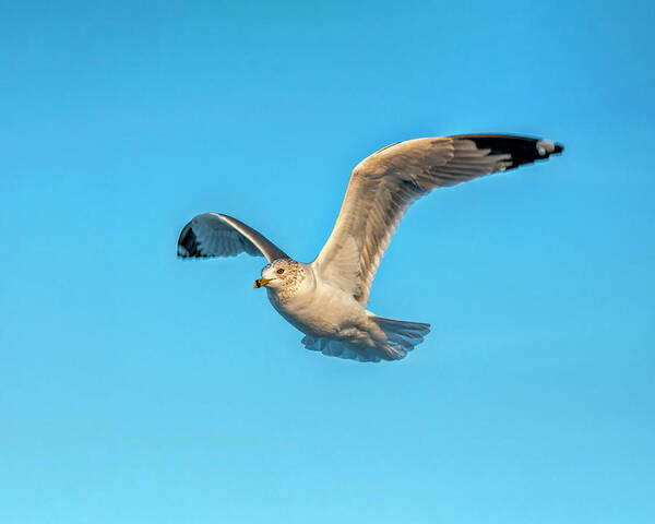 Seagull Poster featuring the photograph Gull In Flight 2 by Cathy Kovarik