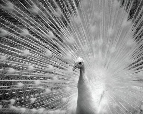Tail Poster featuring the photograph Heavenly Peacock Black and White by Ann Bridges