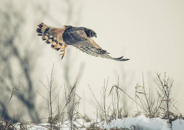 Wildlife Poster featuring the photograph Hen Harrier Hunting In Winter by Yu Cheng