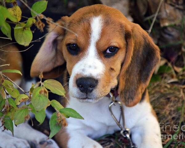 Beagle Puppy Poster featuring the photograph Hermine The Beagle by Thomas Schroeder
