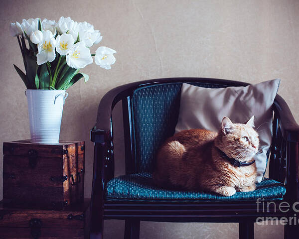 Cozy Poster featuring the photograph Home Interior Cat Sitting In An by Daria Minaeva