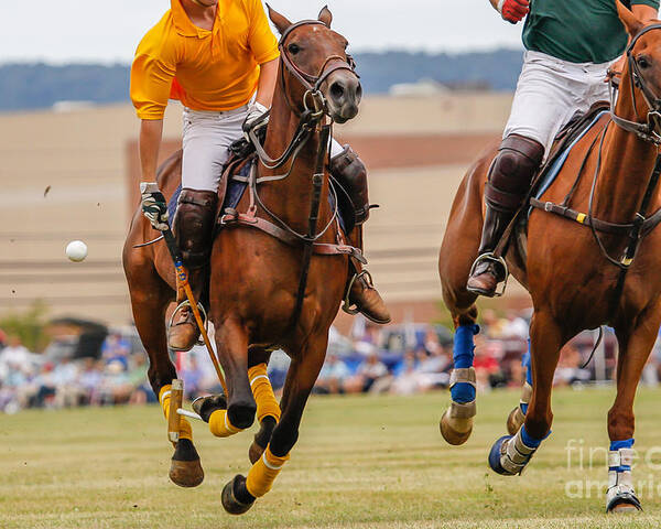 egoisme Støv Lodge Horses Running In A Polo Match Poster by Hutch Photography - Fine Art  America