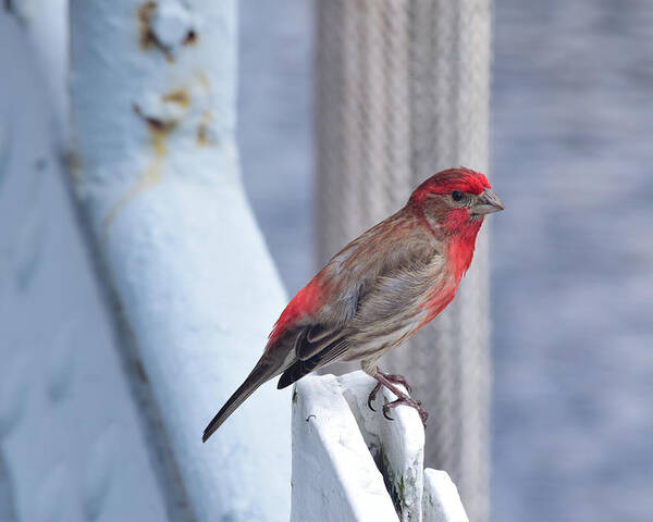 Finch Poster featuring the photograph House Finch on the U.S.S. Wisconsin by Nicole Lloyd