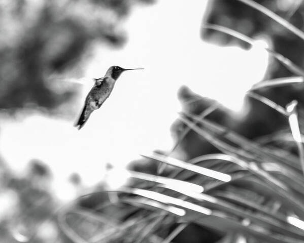 Photograph Poster featuring the photograph Humminbird in Black and White by Kelly Thackeray
