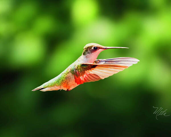 Female Ruby Throat Poster featuring the photograph Hummingbird Flying by Meta Gatschenberger