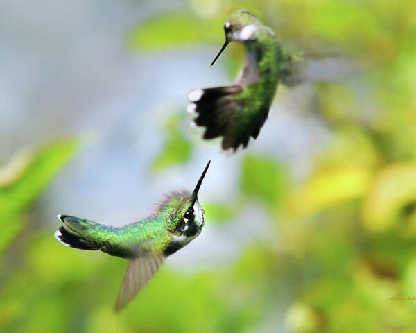 Hummingbirds Poster featuring the photograph Hummingbirds Ensuing Battle by Christina Rollo