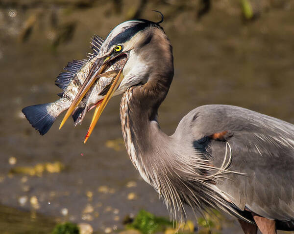Blue Heron Poster featuring the photograph I can Swallow It Whole by Joe Granita