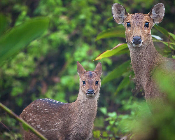 Indian Hog Deer, Manas National Park, Assam, India Poster by Sandesh Kadur  /  - Pixels