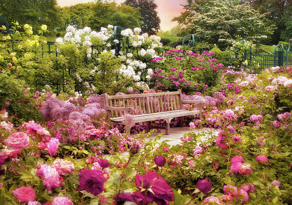 Rose Garden Poster featuring the photograph Interlude by Jessica Jenney