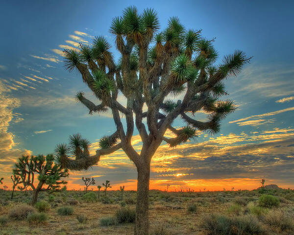 Scenics Poster featuring the photograph Joshua Tree At Sunrise by Photograph By Kyle Hammons