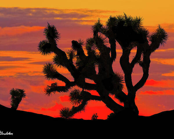 Arid Climate Poster featuring the photograph Joshua Tree at Sunset by Jeff Goulden