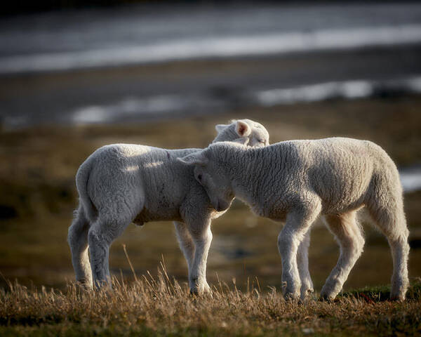 Animal Poster featuring the photograph Lamb Friends by Bodo Balzer