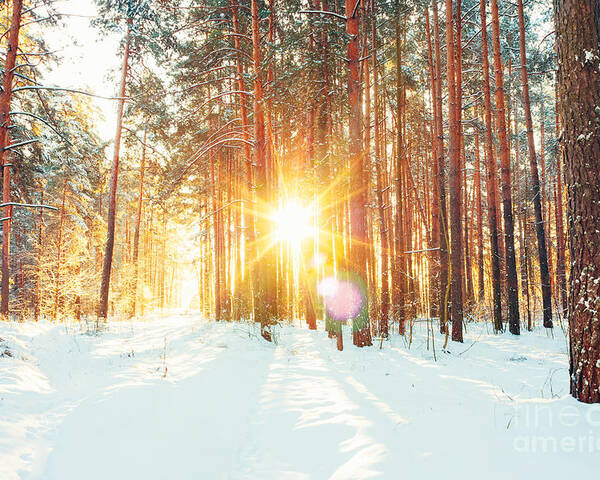 Forest Poster featuring the photograph Landscape With Winter Forest And Bright by Grisha Bruev
