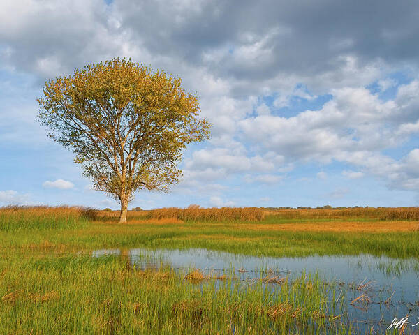 Autumn Poster featuring the photograph Lone Tree by a Wetland by Jeff Goulden