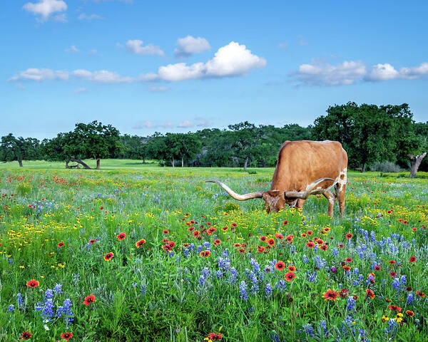 Texas Wildflowers Poster featuring the photograph Longhorn In Bluebonnets by Johnny Boyd