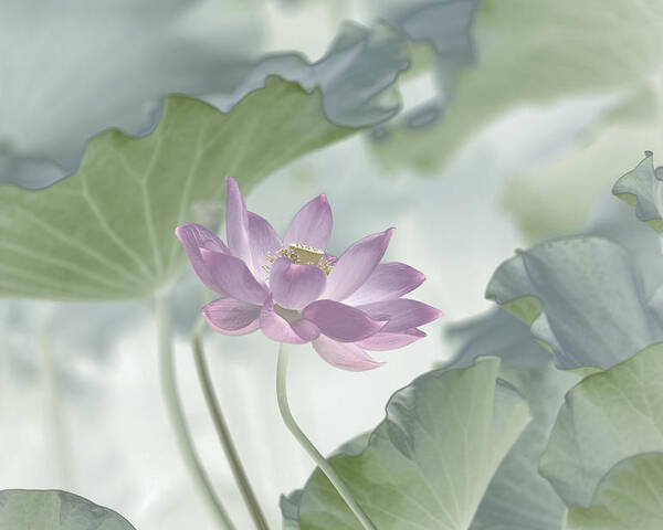 Lotus Poster featuring the photograph Lotus by Binbin Lu