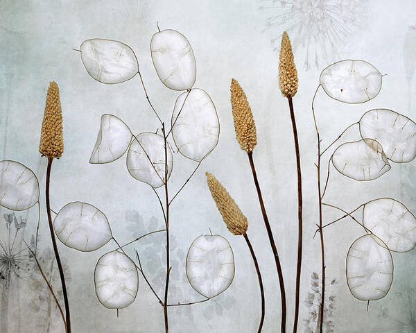 Still Life Poster featuring the photograph Lunaria by Mandy Disher