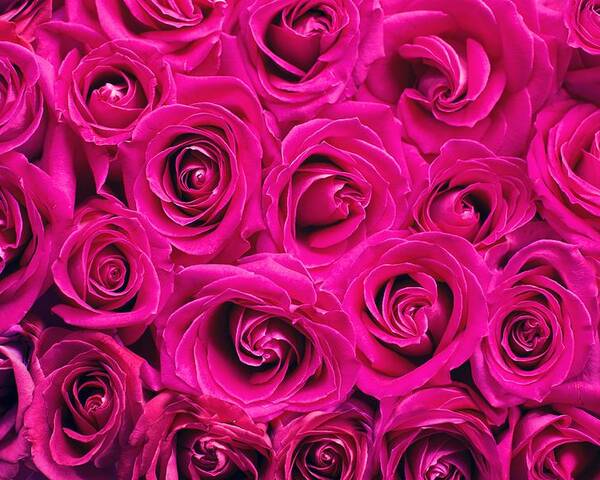 Flower Poster featuring the photograph Magenta roses by Top Wallpapers