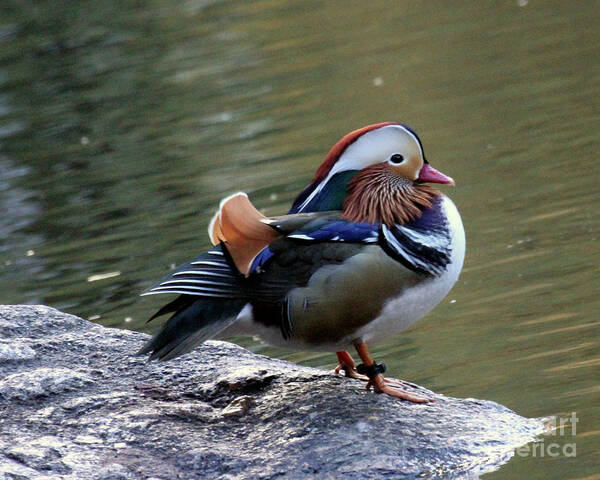 Mandarin Duck Poster featuring the photograph Mandarin Duck 2 by Patricia Youngquist