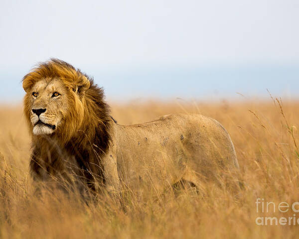 Leader Poster featuring the photograph Mighty Lion Watching The Lionesses Who by Maggy Meyer