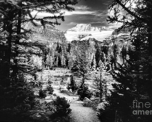 Fine Art Black And White Poster featuring the photograph Mount Fay from Larch Valley Trail by Steve Ember