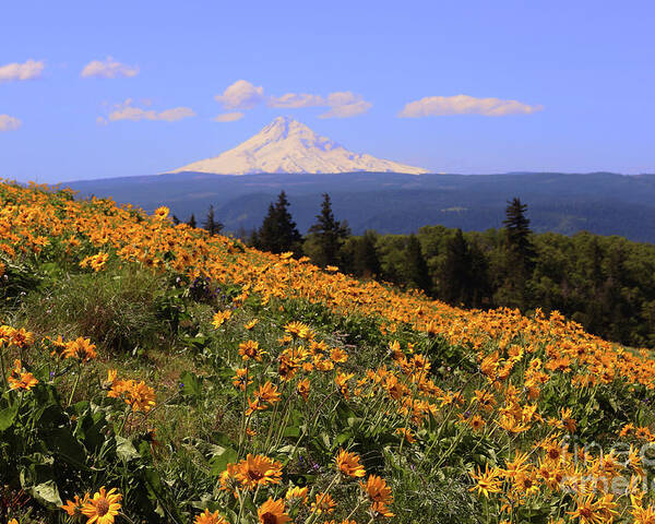 Oak Tree Poster featuring the photograph Mt. Hood, Rowena Crest by Jeanette French