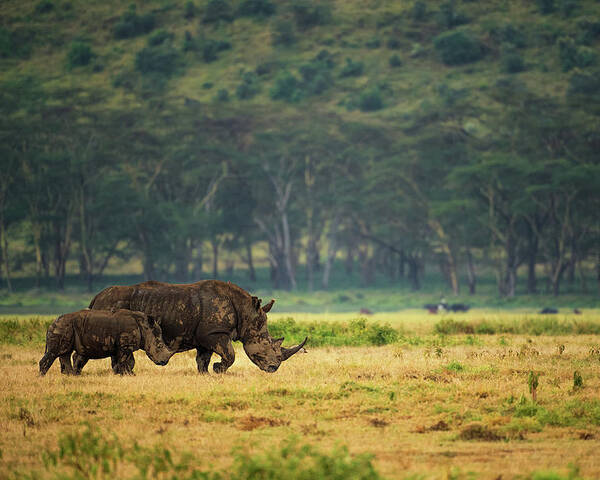 Rhino Poster featuring the photograph Nakuru Family by Mohammed Alnaser