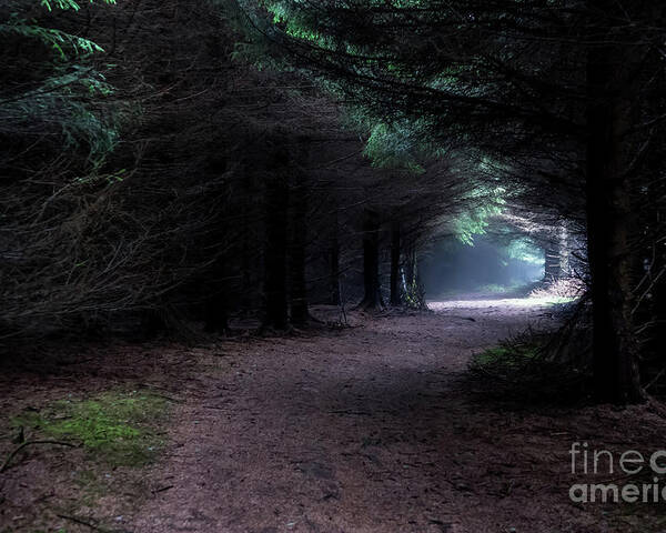 Wood Poster featuring the photograph Narrow Path Through Foggy Mysterious Forest by Andreas Berthold