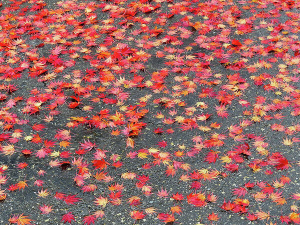 Autumn Poster featuring the photograph Nature's Confetti by Linda Stern