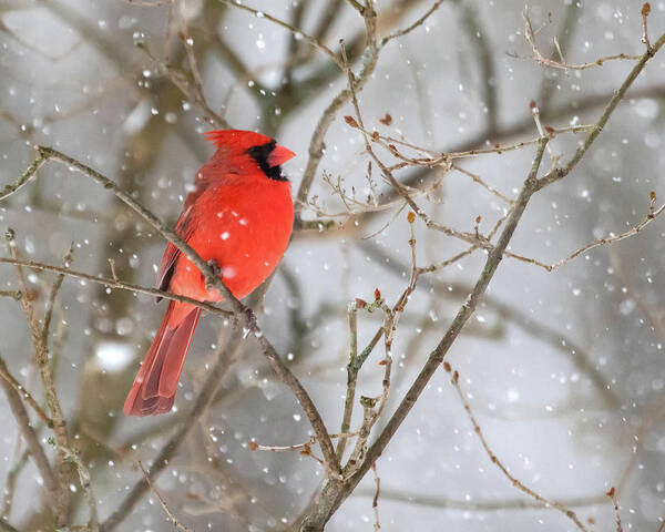 Cardinal Poster featuring the photograph Northern Cardinal in Snow #1 by Mindy Musick King