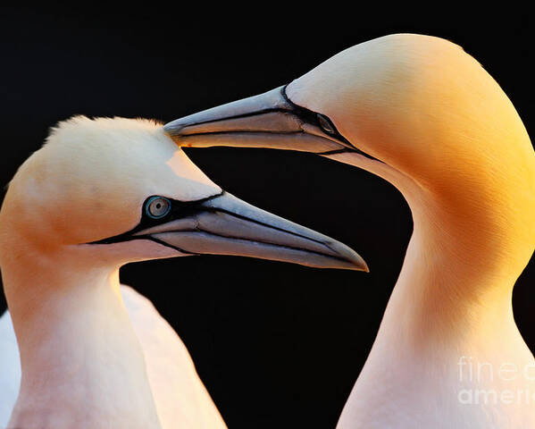 Beak Poster featuring the photograph Northern Gannets Detail Head Portrait by Ondrej Prosicky