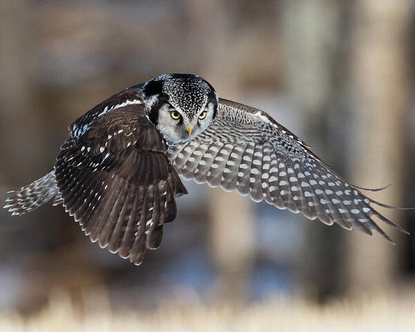 Owl Poster featuring the photograph Northern Hawk Owl Hunting, by Peter Stahl